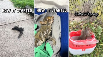A squirrel being rescued, rehabilitated, and released.
