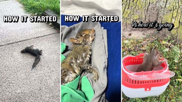 A squirrel being rescued, rehabilitated, and released.