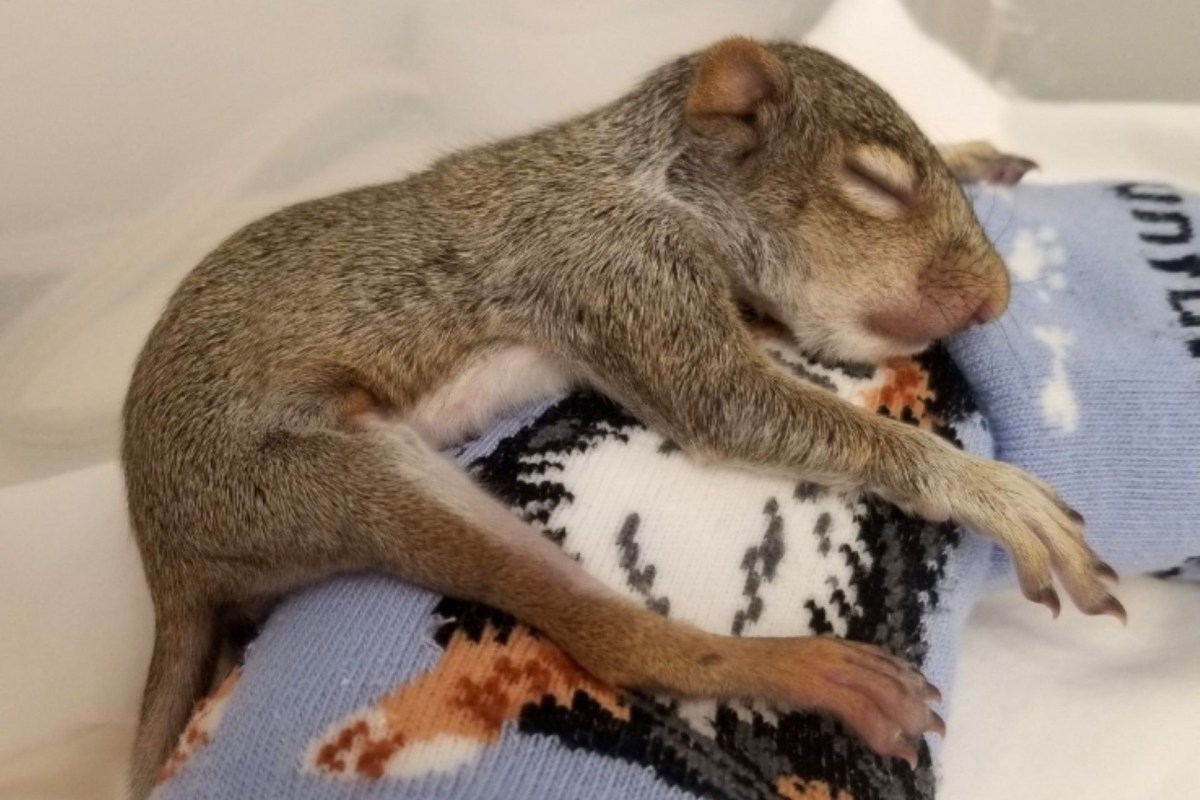 A baby squirrel.