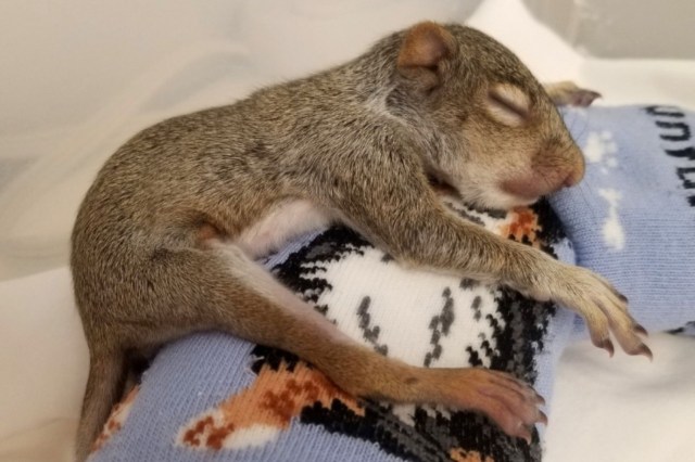 A baby squirrel.