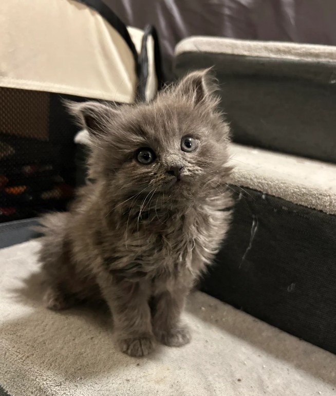 A kitten on stairs.