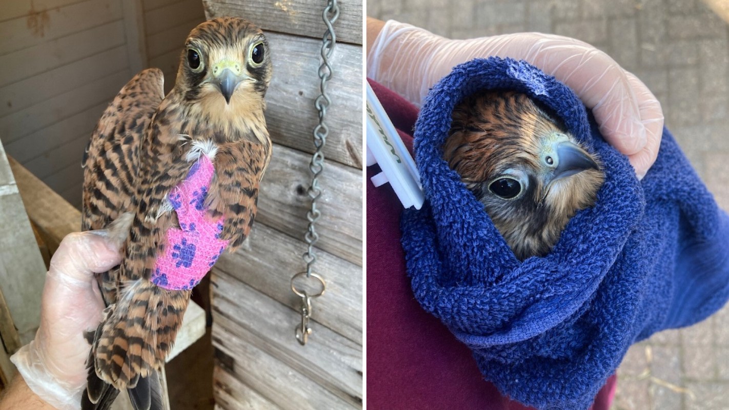 A bird with a pink bandage on its leg is held in one hand, while another hand holds it wrapped in a towel.
