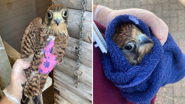 A bird with a pink bandage on its leg is held in one hand, while another hand holds it wrapped in a towel.