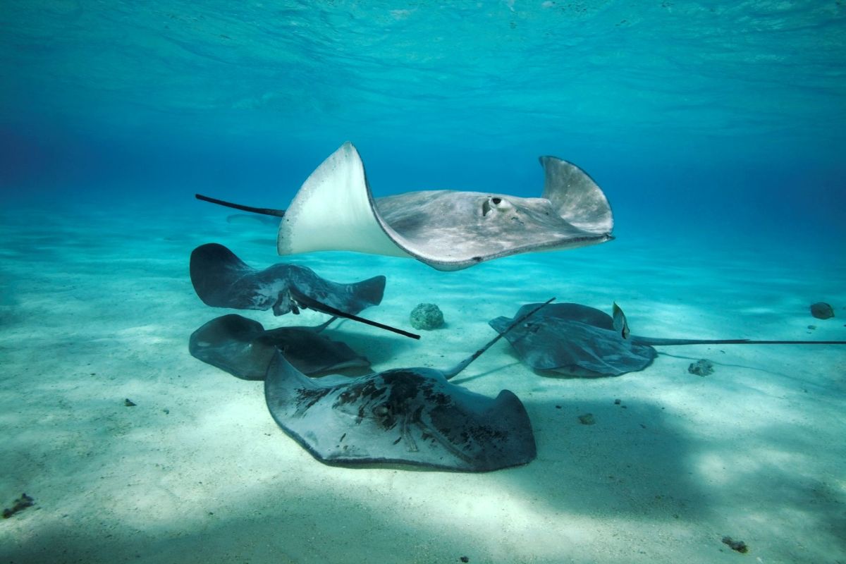 Stingrays.