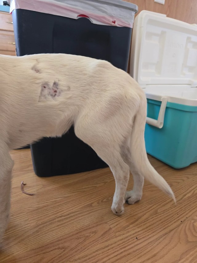 A dog with visible wounds not putting weight on its back leg.