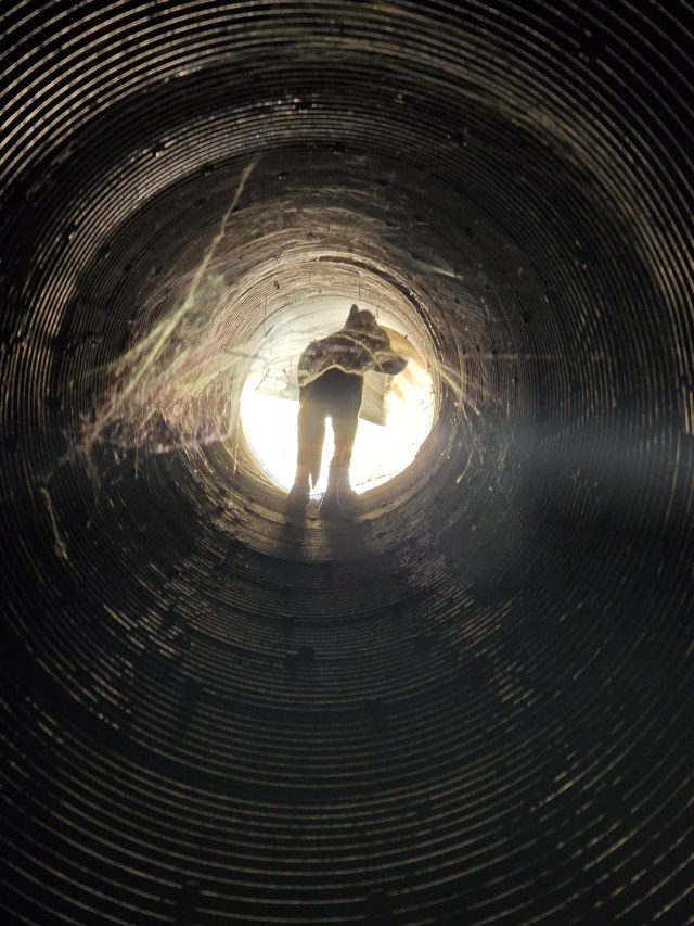A dog at the end of a tube.