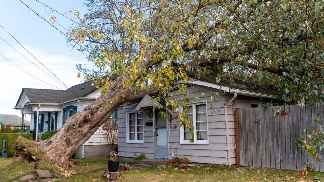 A large tree has fallen onto the roof of a gray house near a wooden fence.