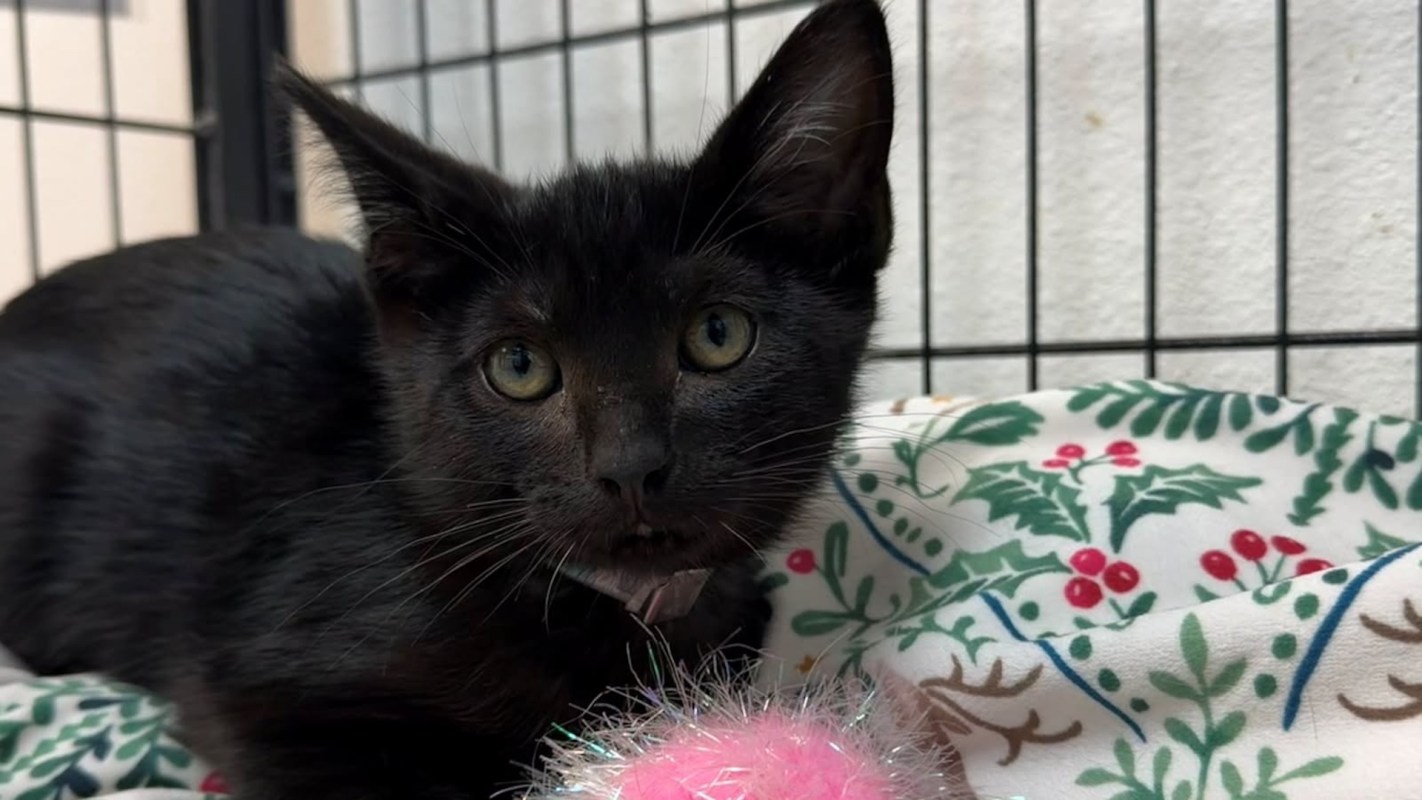 Stormy the kitten.