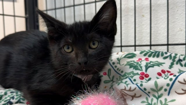 Stormy the kitten.