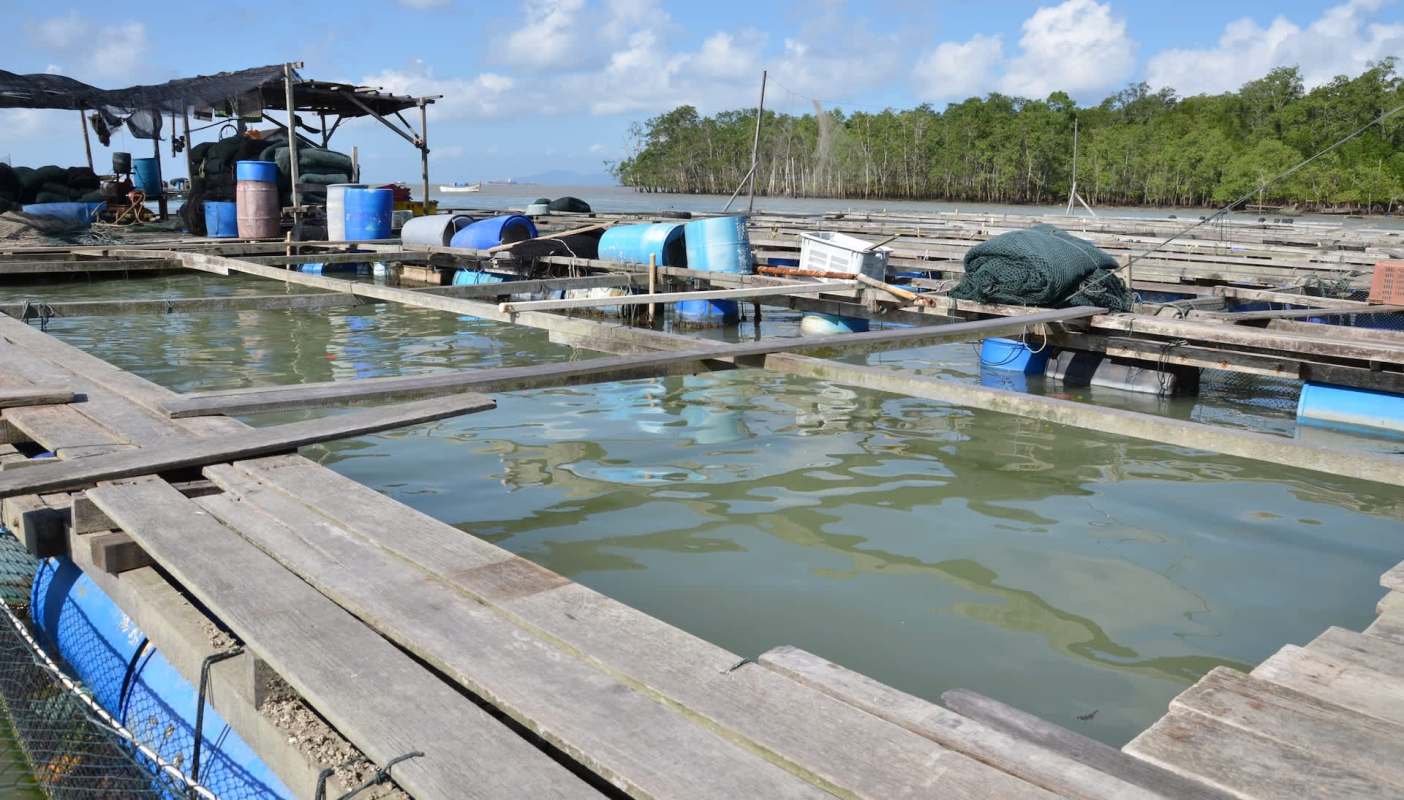 A series of wooden platforms with water and blue barrels in a coastal area surrounded by mangrove trees.