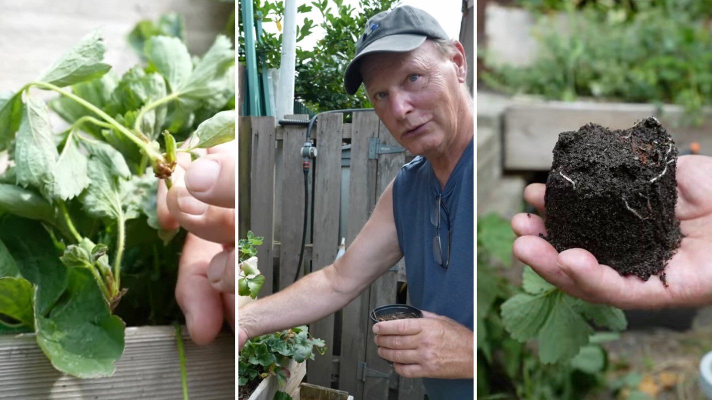 A gardener examining a strawberry plant.
