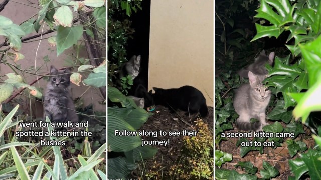 Two kittens are seen in a bushy garden. One is eating from a bowl while the other watches nearby.