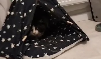 A cat peeking out from an indoor tent.