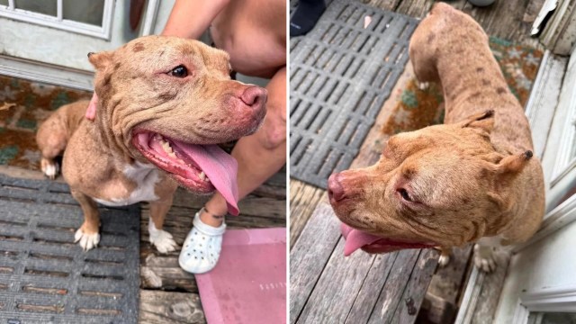 A brown pit-bull-type dog.