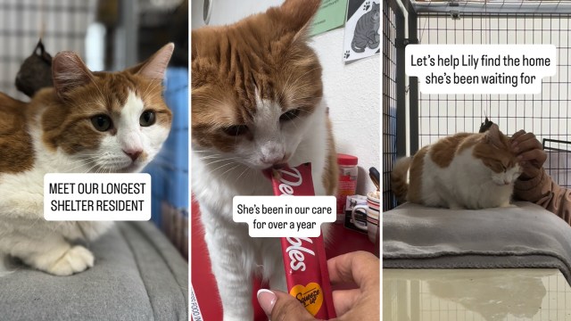 A cat at a shelter with an orange and white coat, engaged with a treat and being petted.
