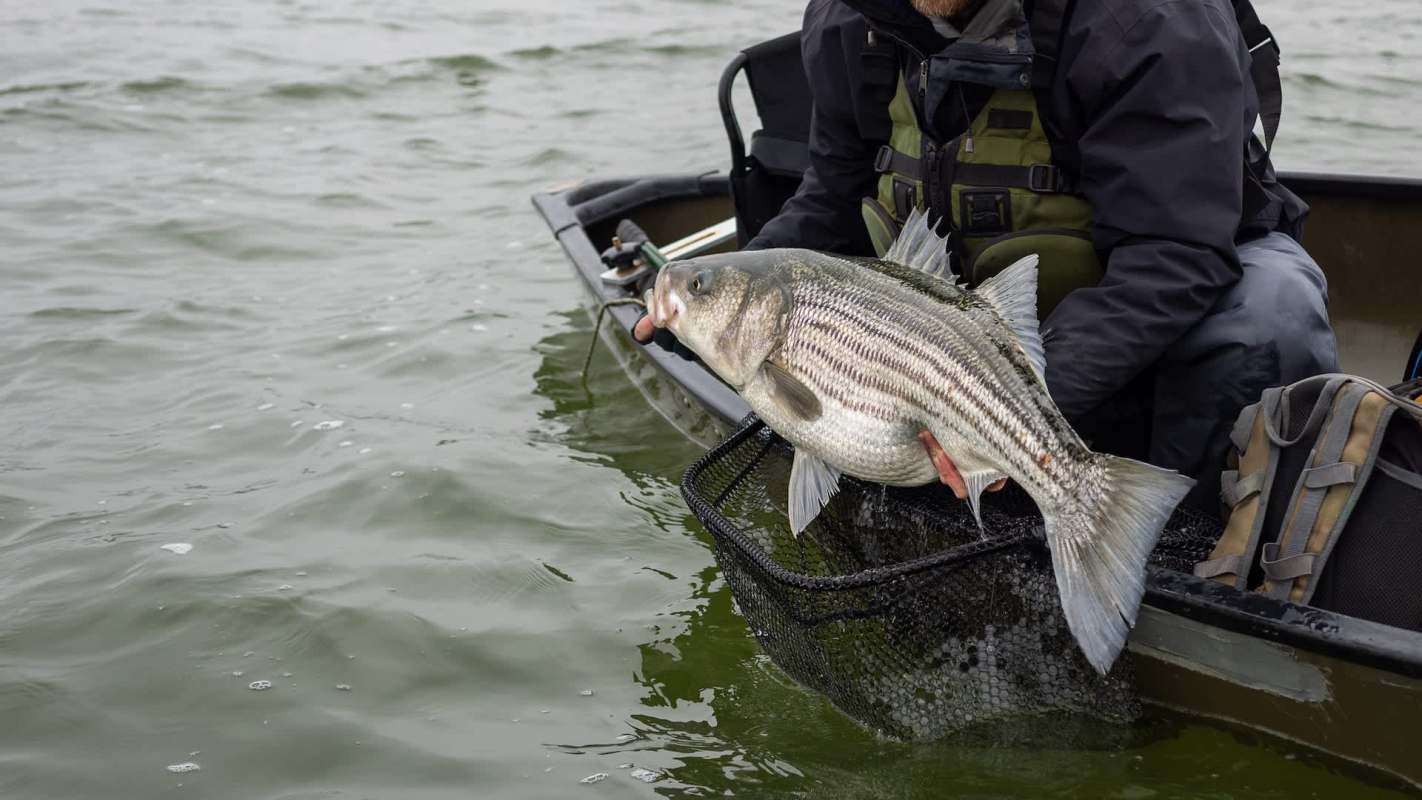 A person in a boat holds a large striped bass over a net in a body of water.