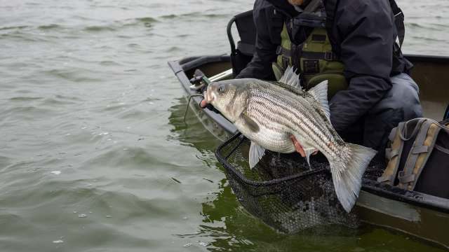 A person in a boat holds a large striped bass over a net in a body of water.