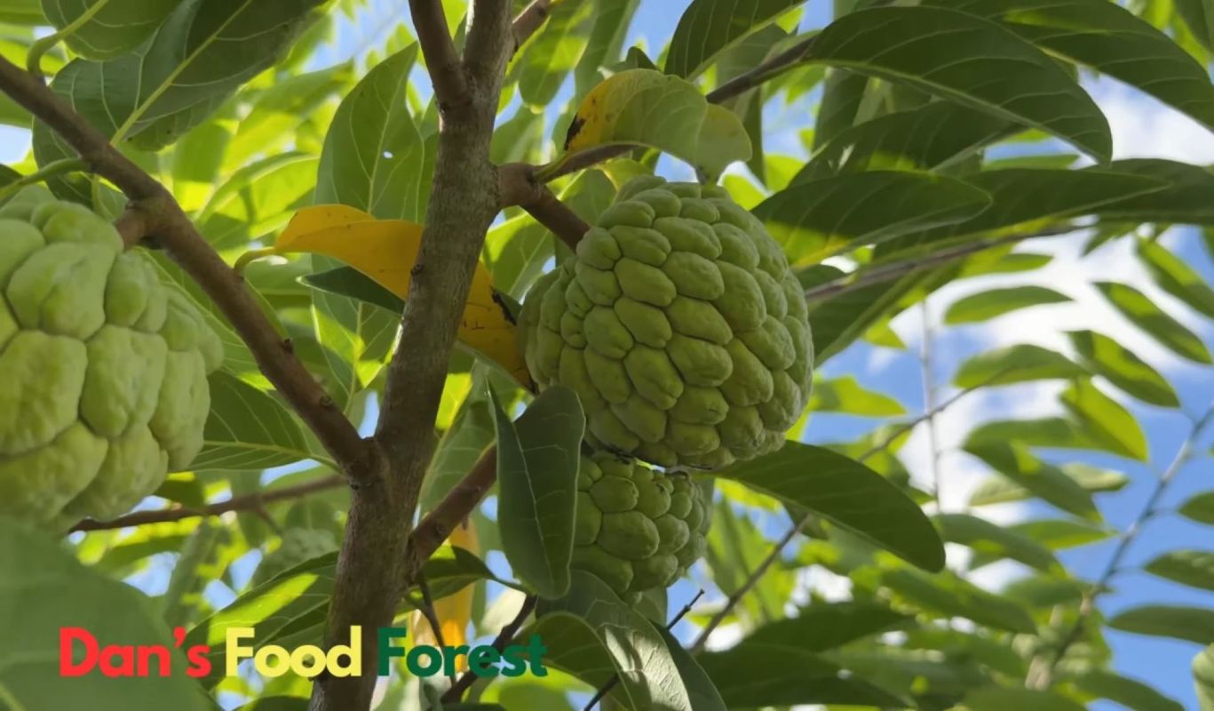Sugar apples growing in a tree.