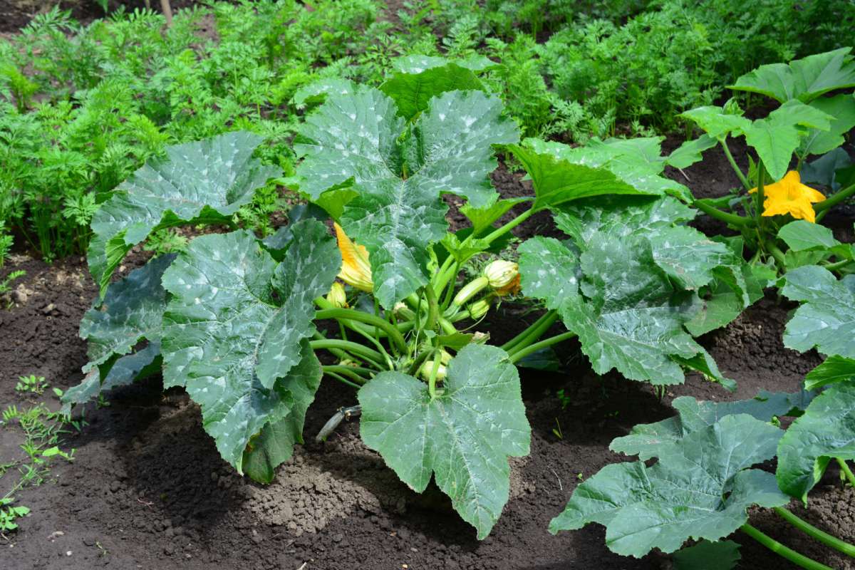 A zucchini plant with large leaves and yellow flowers in a garden.