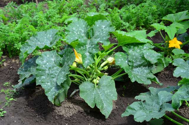 A zucchini plant with large leaves and yellow flowers in a garden.
