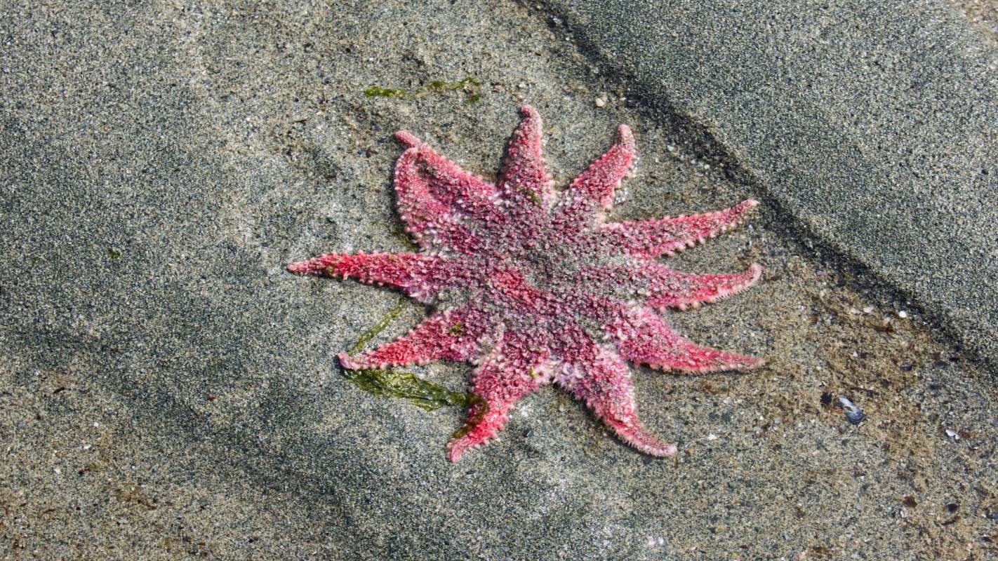 A starfish with numerous arms rests on wet sand near some green seaweed.