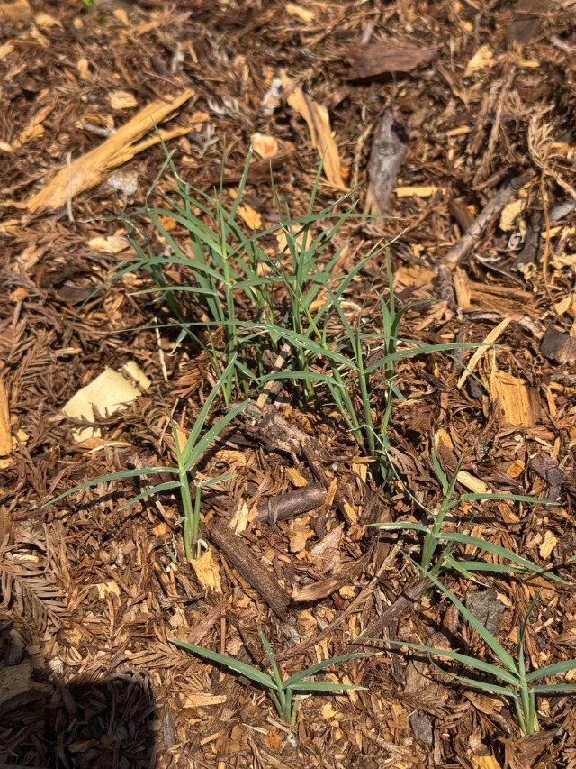 Bermuda grass growing through mulch.
