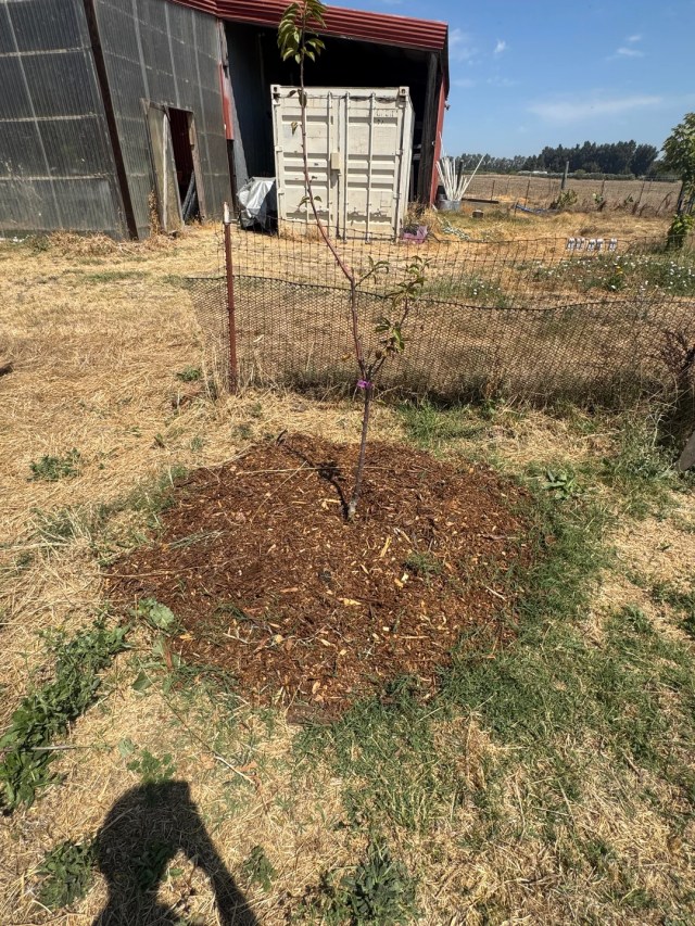 Bermuda grass growing through mulch around a tree. 