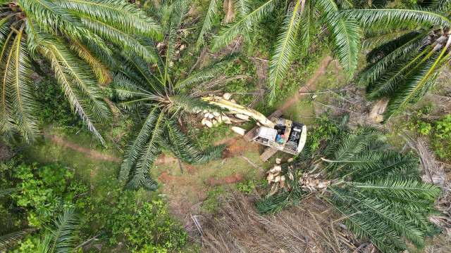 A machine operates among palm trees in a clearing.