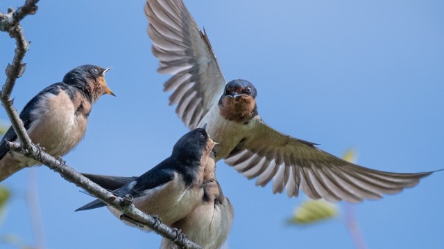 Three birds perched on a branch, one with wings spread and another with its beak open.