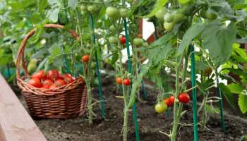 A garden with tomato plants and a basket filled with ripe tomatoes.