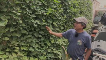 A person near sweet potato leaves.
