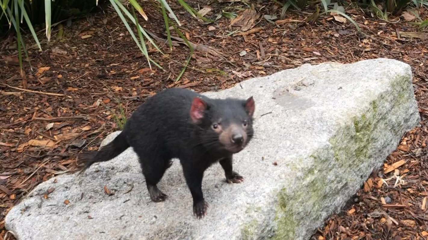 A Tasmanian devil stands on a rock surrounded by foliage and wood chips.