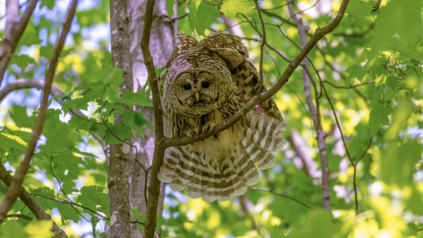 A barred owl perched on a branch among green leaves.