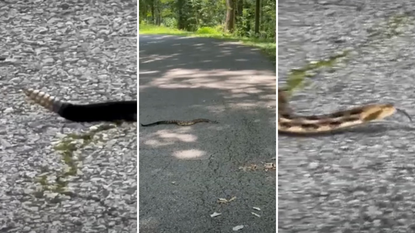 A snake slithers across a paved road surrounded by trees.