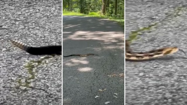 A snake slithers across a paved road surrounded by trees.