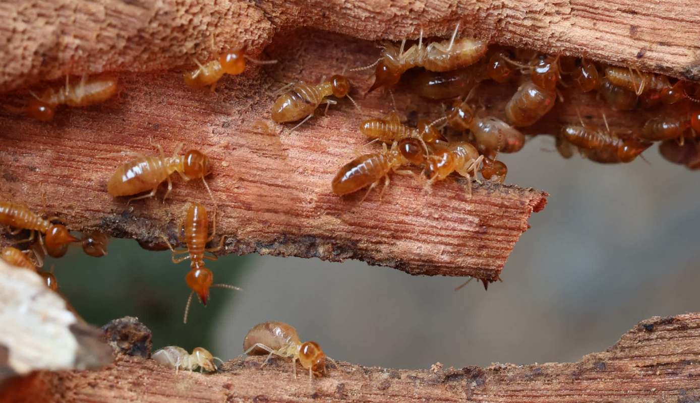 Termites clustered on a piece of wood, revealing their tunneling activity.