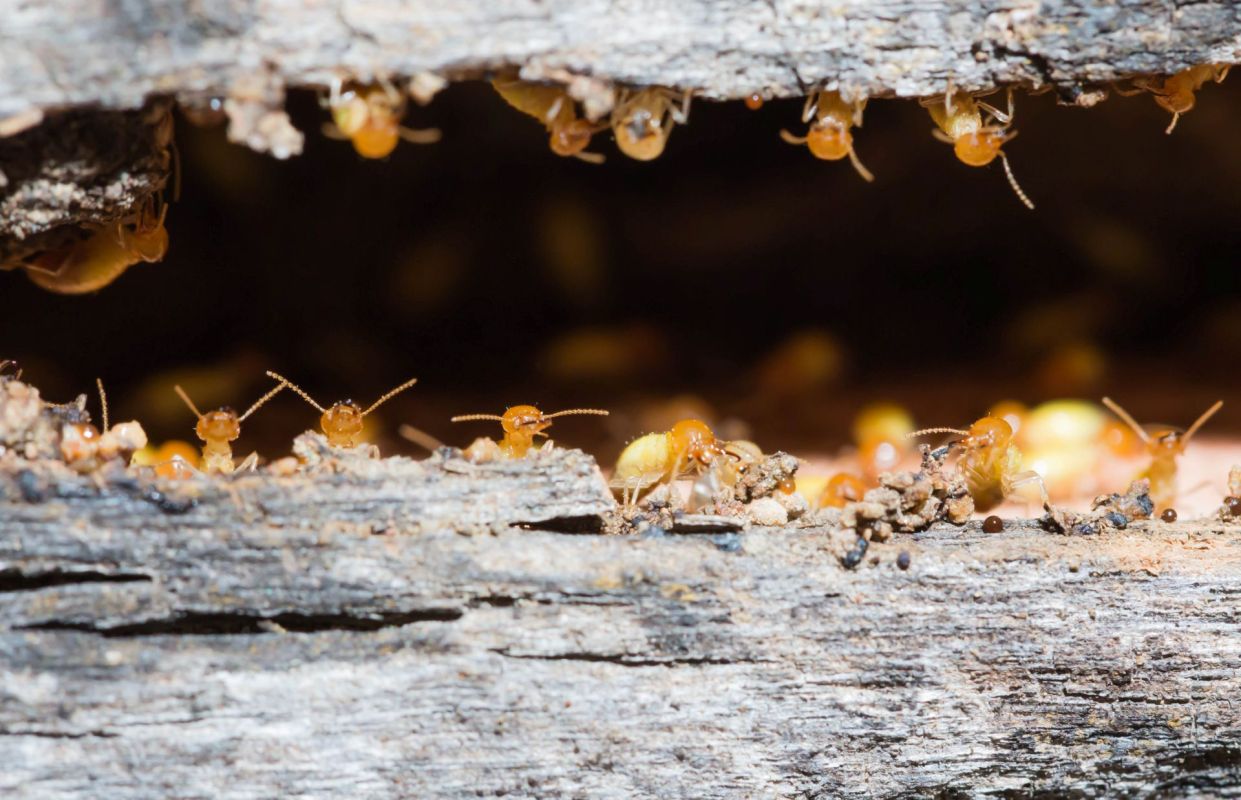 Termites on timber.
