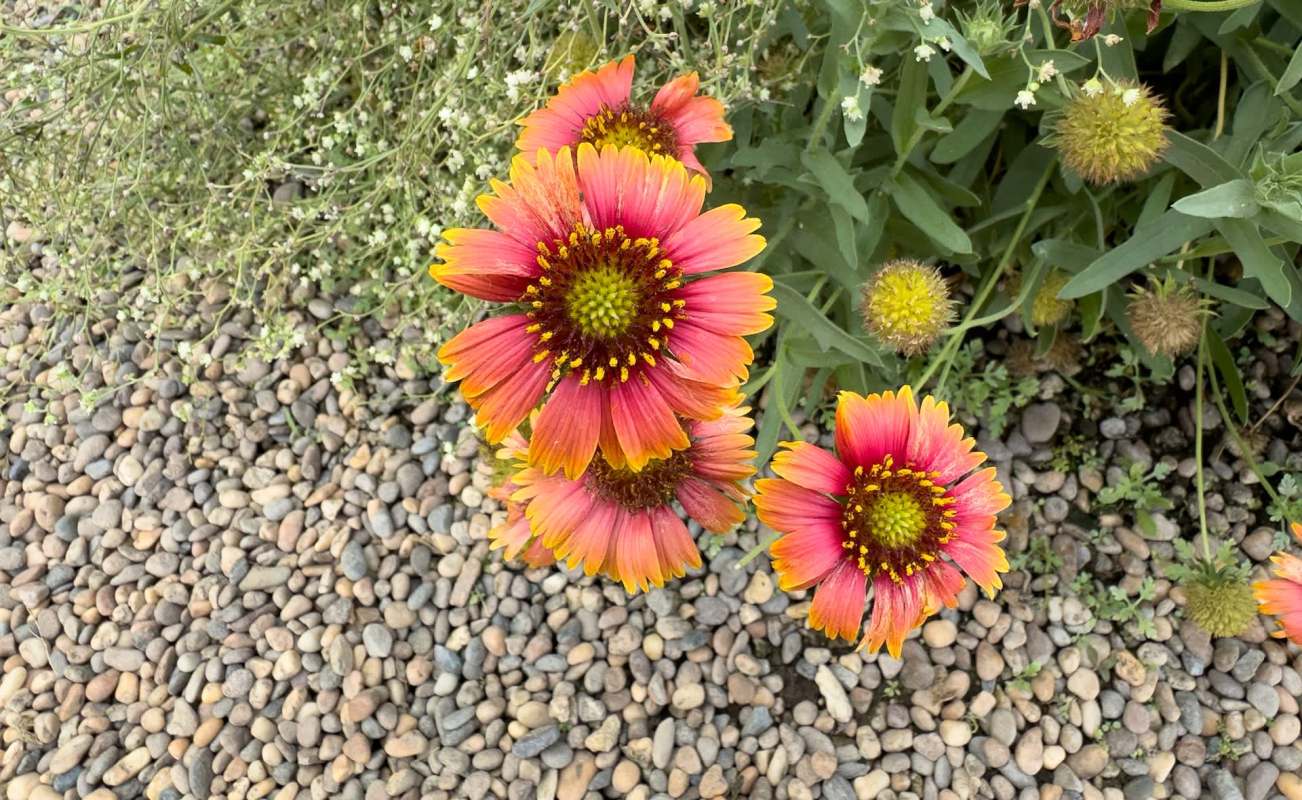 Flowers.