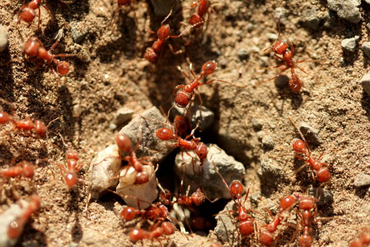 Ants on the ground.