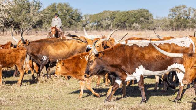 A herd of cattle grazes in a field with a person on horseback in the background.