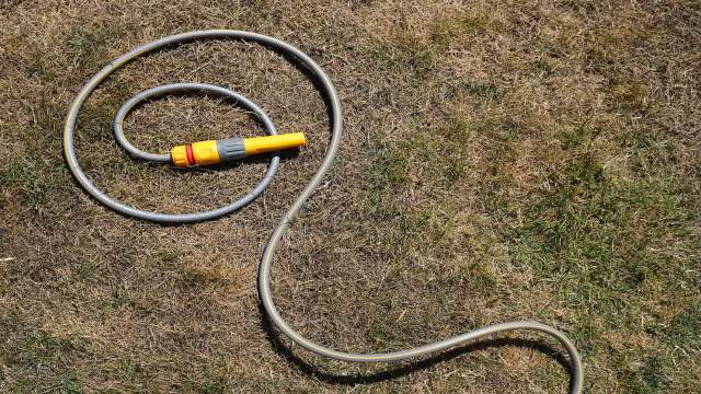 A garden hose on the ground.