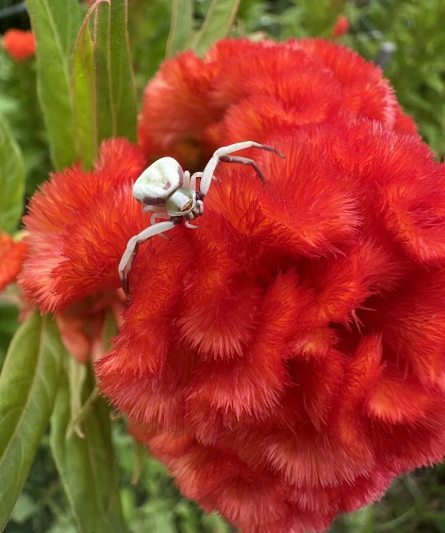 A white spider on a vibrant red flower with textured petals.