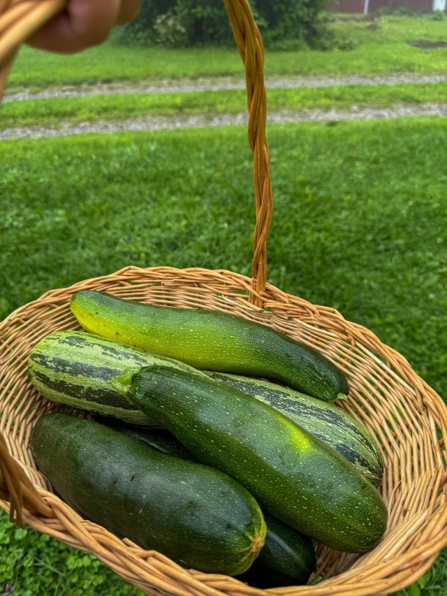 A close-up of the zucchini in a basket.