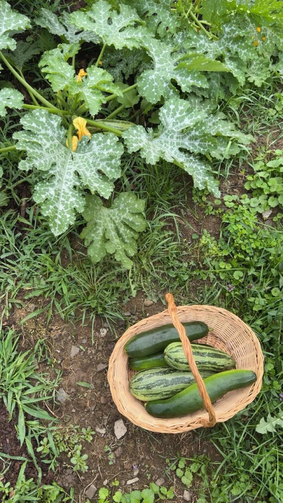 Large zucchini in a basket.