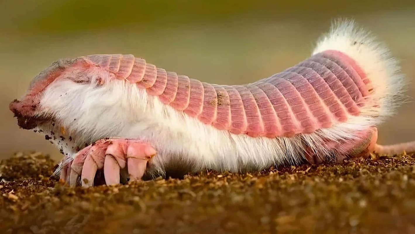 A pink fairy armadillo.