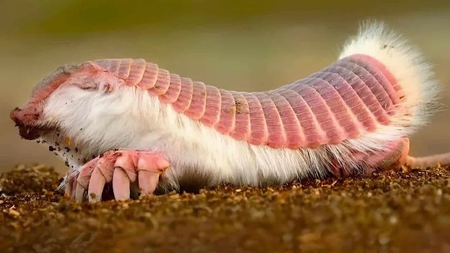 A pink fairy armadillo.