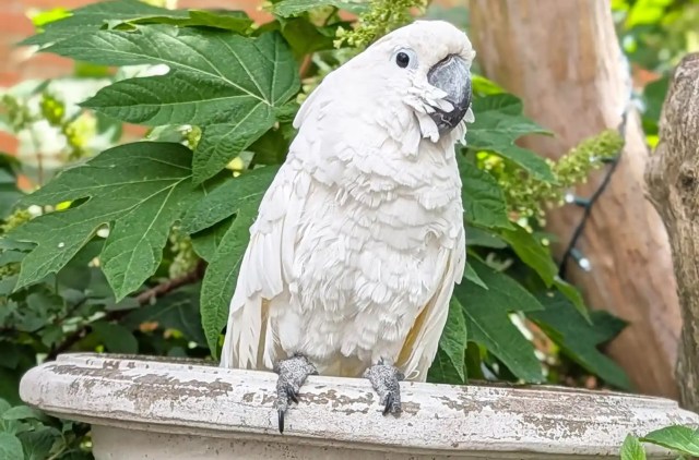A white cockatoo perched on a stone ledge.