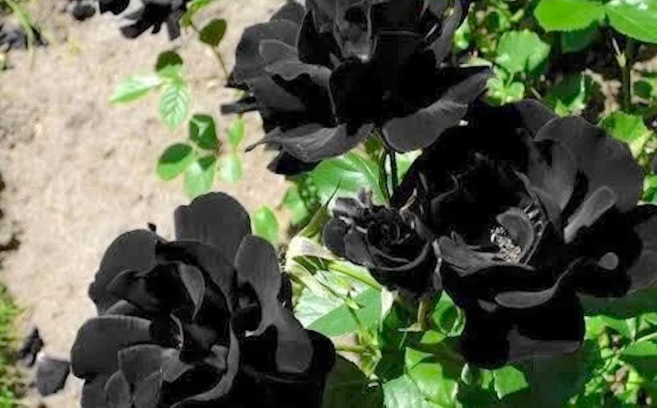 Black roses surrounded by green leaves in a garden.