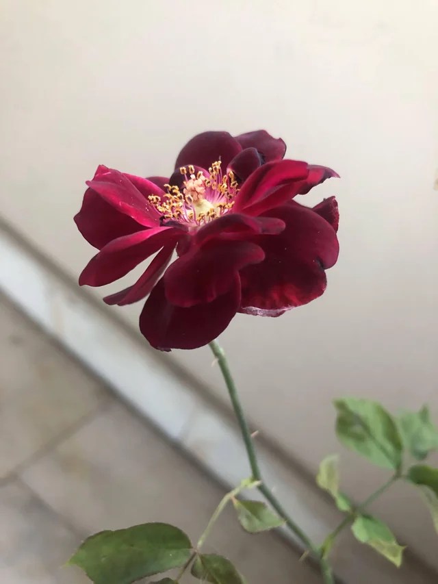 A dark red rose.