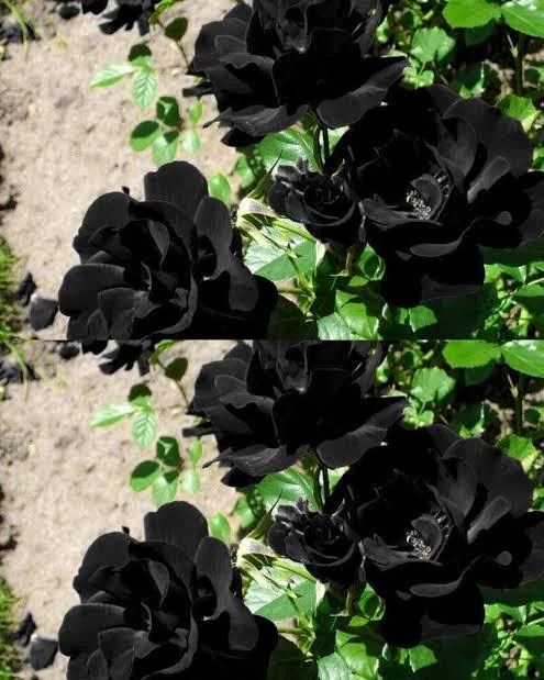 Black roses.